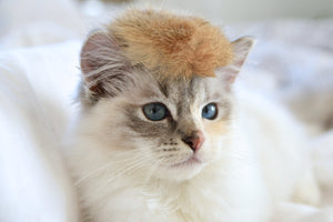 Furever Catlady #trumpyourcat wig, Cruelty Free toy