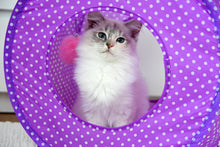 Load image into Gallery viewer, Polka dot cat tent